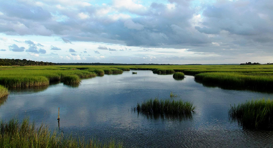 Green marsh grass flooded with brackish water