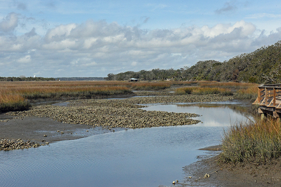 low tide exposes oyster reefs in the salt marsh