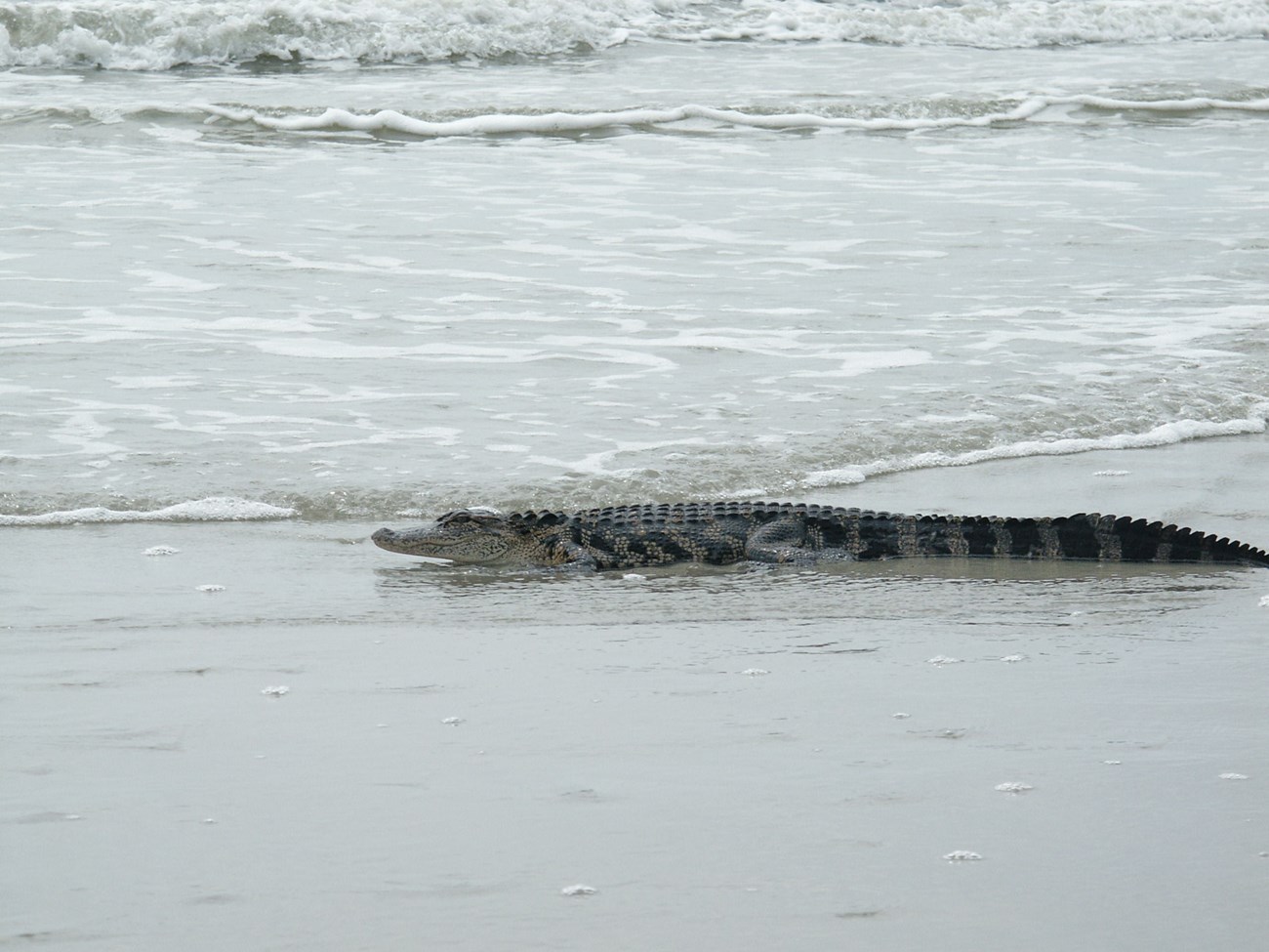 Photo of alligator on beach near Atlantic Ocean's edge