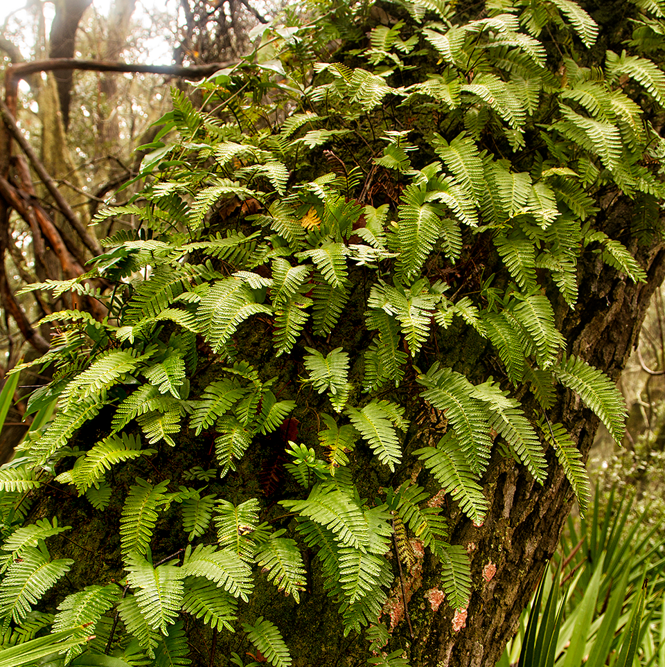 Image of resurrection fern cascading down a live oak branch