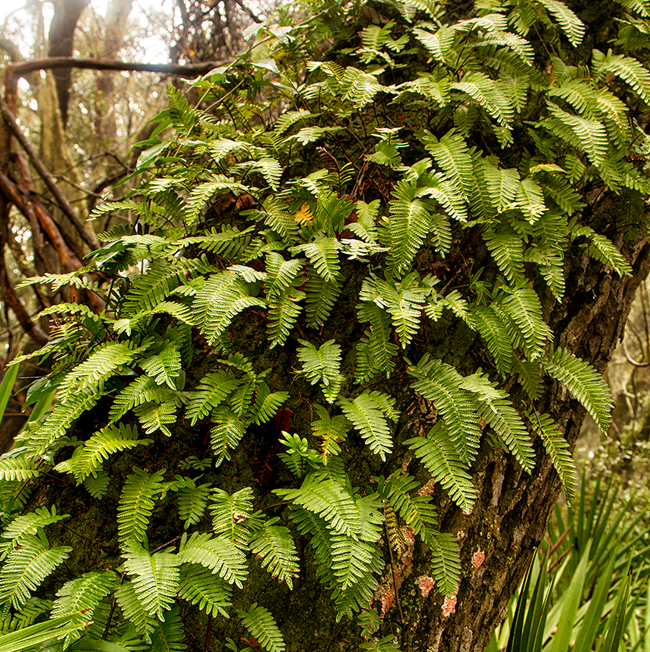 Resurrection Fern 2 Image of resurrection fern cascading down a live oak branch