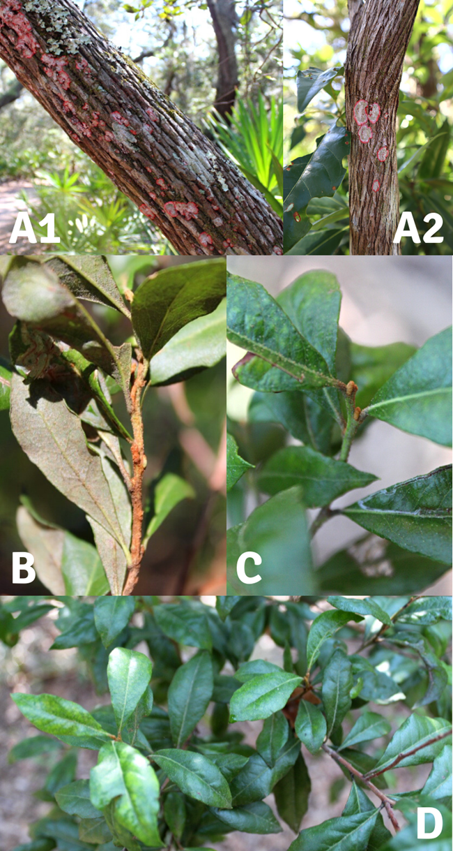 A collage of images showing identifying features of the rusty staggerbrush tree including the bark, twig, buds, and leaves.