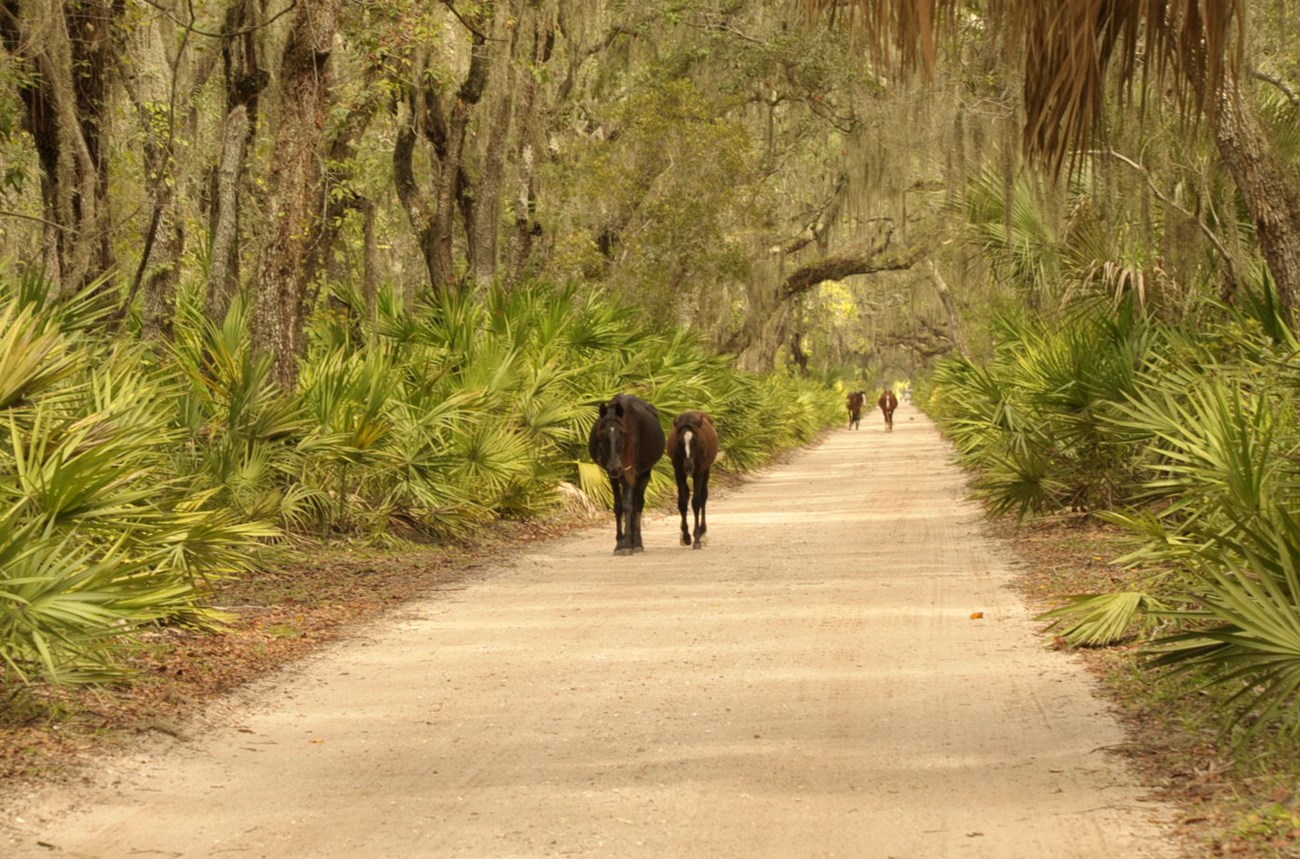 four horse walk down sand road in palmetto and oak forest