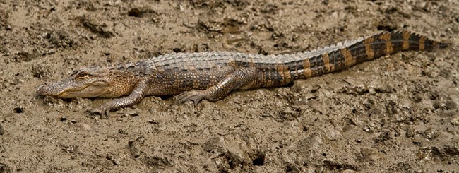 A young alligator sits on a muddy substrate