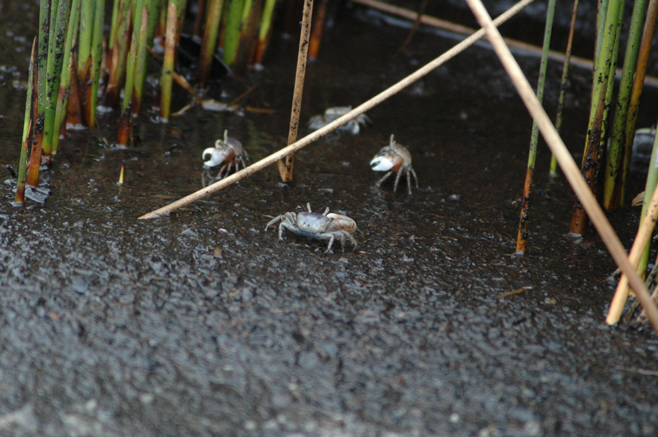 Fiddler crabs foraging in the marsh grass