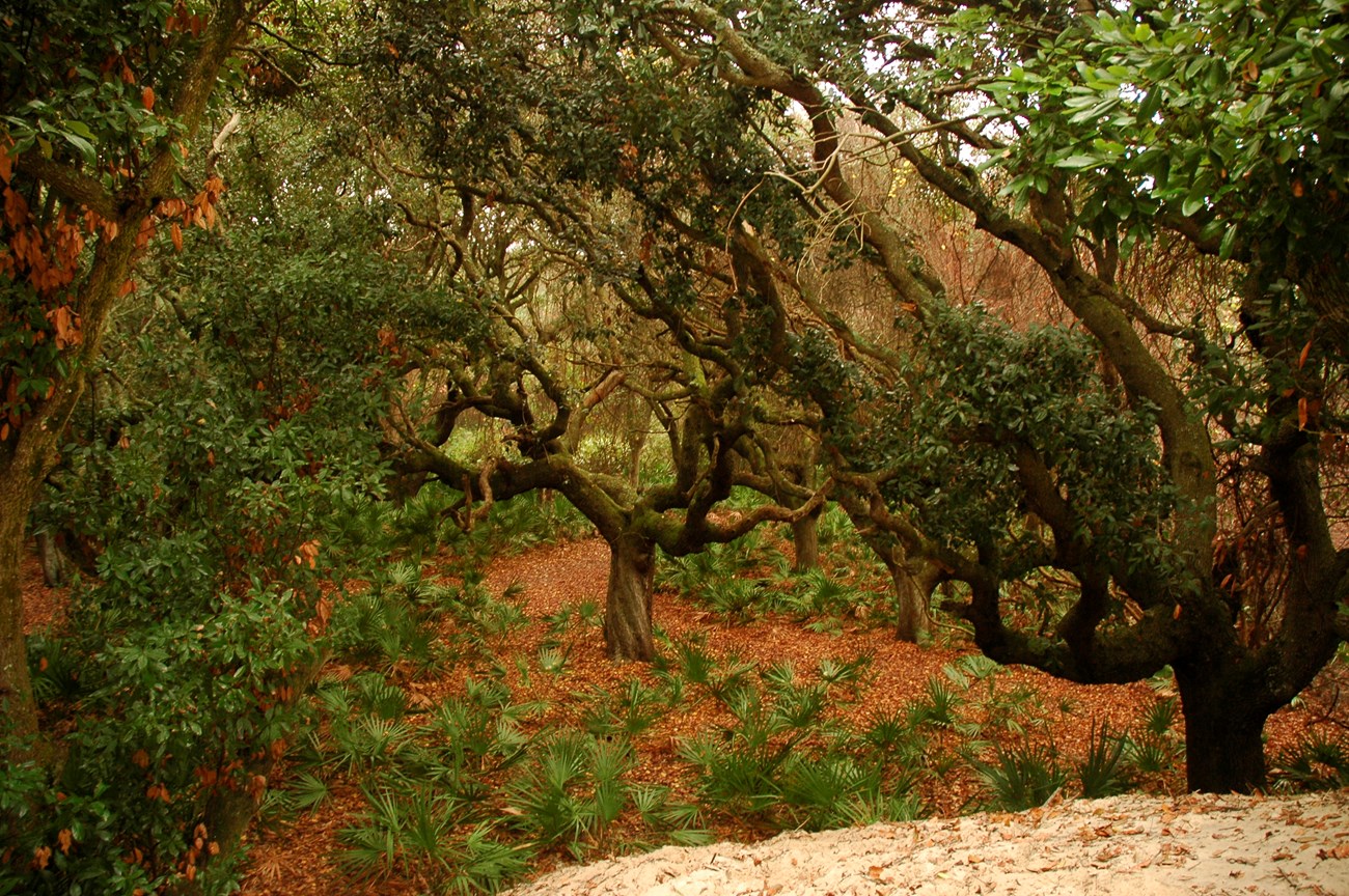 A view of the maritime forest with a few twisted live oak tree growing among saw tooth palmetto.