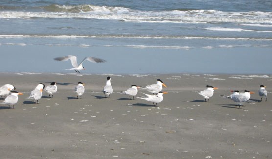 royal-terns-1web royal-terns-1web