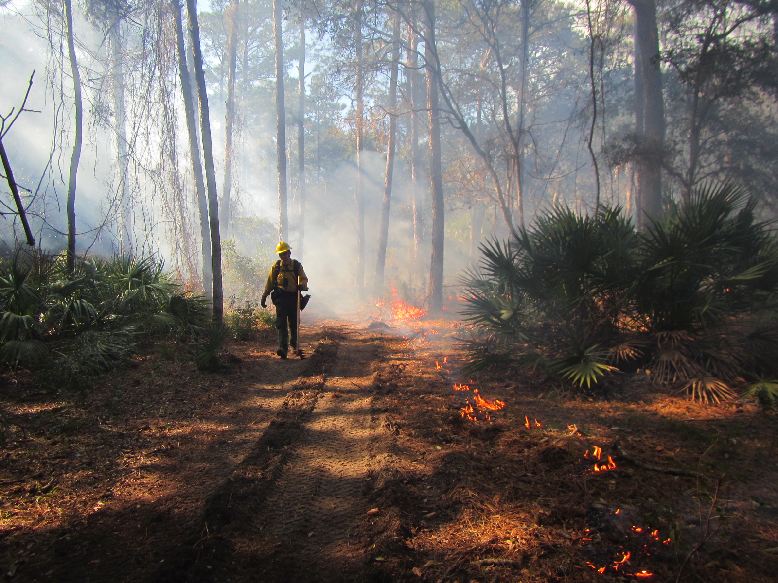 wildland fire fighter igniting duff in Pine trees