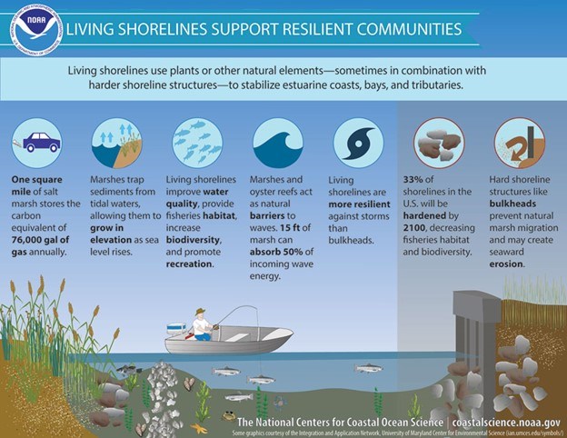 Graphic showing plants and how they stabilize the shoreline