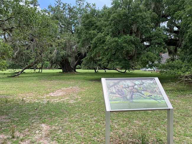 Wayside in front of live oak tree
