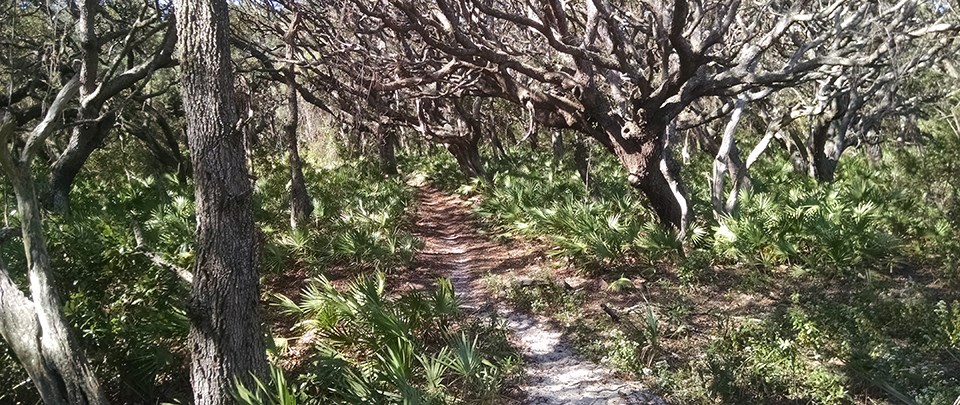 twisted branches of live oaks for a canopy;trail cut through dense palmettos