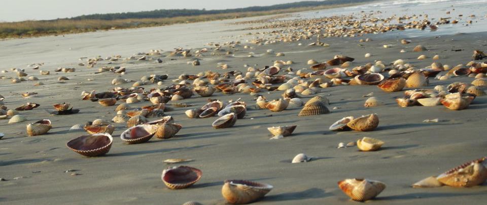giant Atlantic cockle shells covering a long stretch of beach