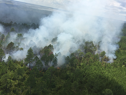 aerial view of smoke rising through pine forest canopy