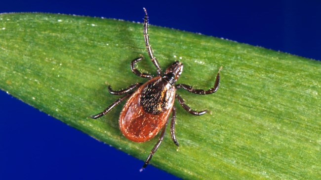 A brown tick with a black spot on its back sits on an elongated green leaf