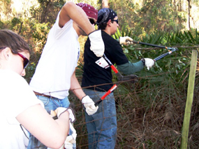 Cumberland Island volunteers removing a wire fence