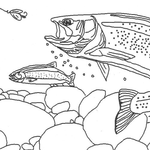 Black and white drawing of two trout, rocks, and a fishing line with a lure. The outlines are thin black lines with a white background.