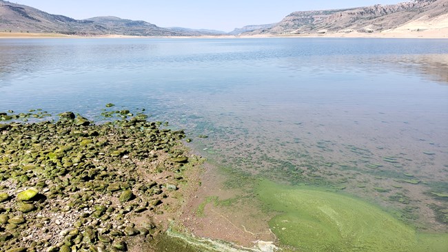 Green bue algae grows in the water and along the shoreline of a large reservoir. Water is clear going farther out. Brown mesas visible in the background.