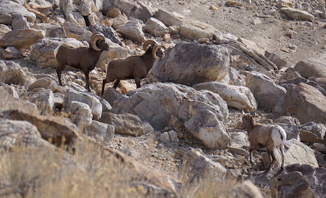 Three bighorn sheep rams with brown coats and white bottoms stand amongst large grey boulders.