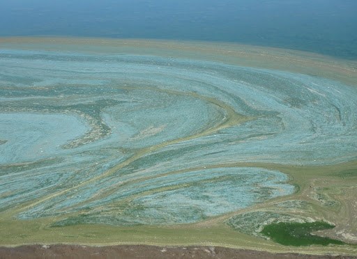BlueGreenAlgae Blue Green Algae