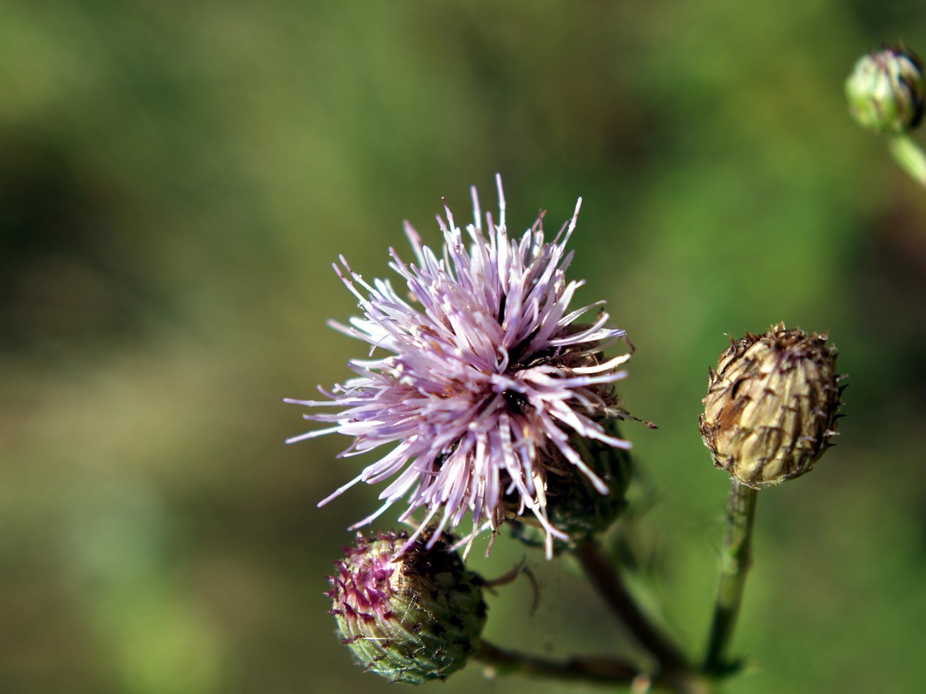 A fuzzy purple flower with several buds on a green stem. Green blurry background behind flower.