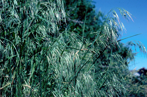 Cheatgrass Invasive Cheat grass