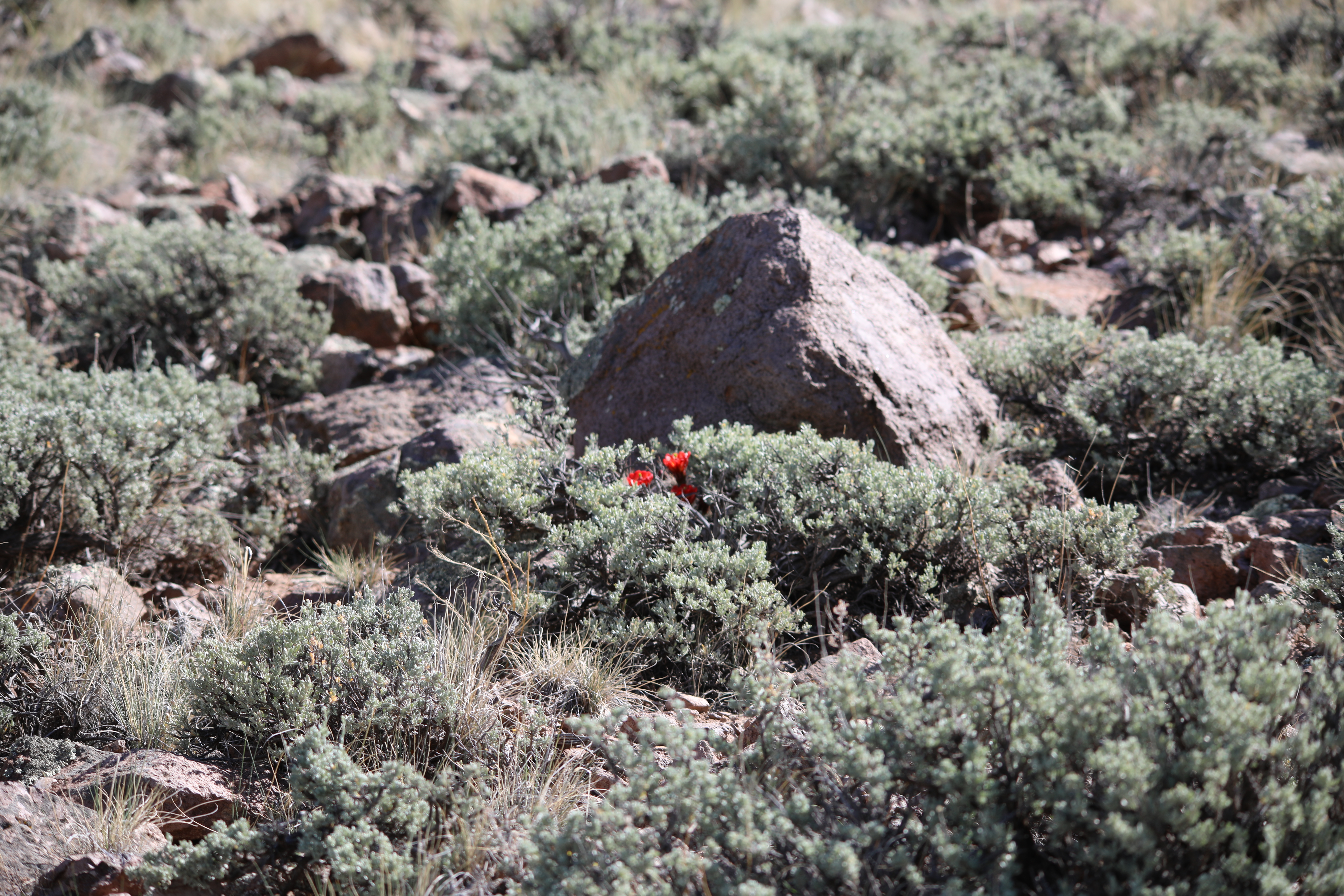 Small red flowers bloom from among a dense area of sagebrush shrubs
