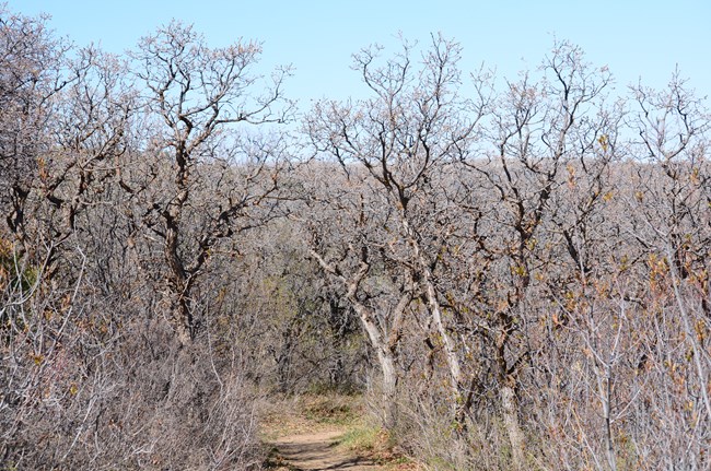Large shrubs with no minimal to no leaves line a dirt path. Smaller leaf less plants are at ground level.