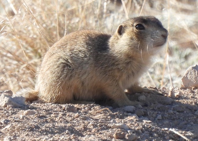 A small brown prairie dog sits on dirt. Light colored vegetation is behind it.