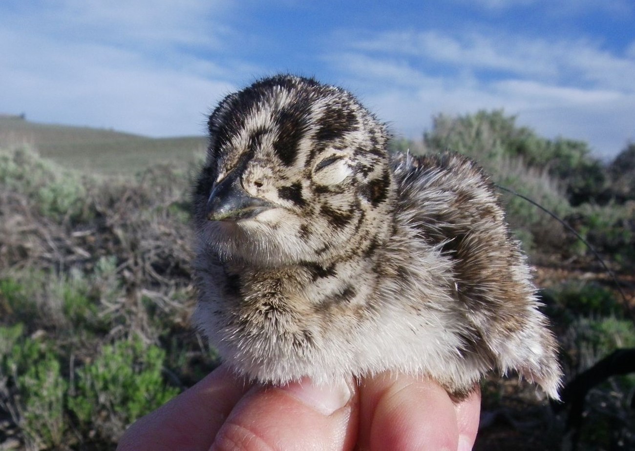 Day old Sage Grouse in 2007 study