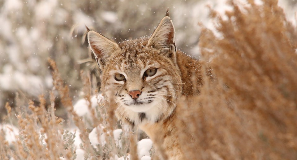 An orange and white bobcat stands behind brown dead grasses and snow-covered ground