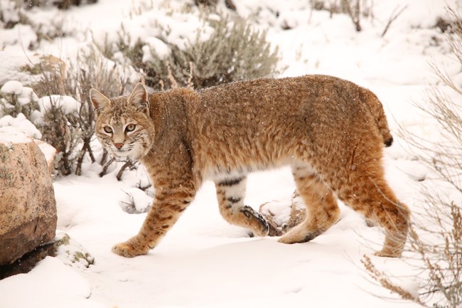 A bobcat with orange and brown fur walks through snow. Bare vegetation and rocks surround it.