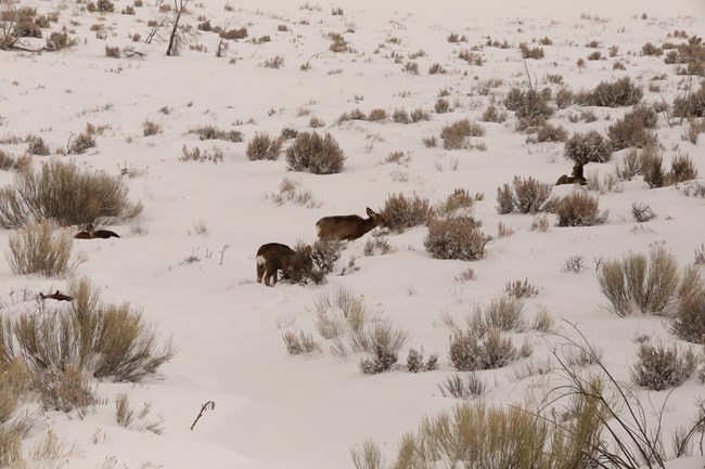 Multiple brown mule deer graze on sagebrush shrubs. Other deer sit in deep snow surrounding the plants. Snow blankets most of the ground.