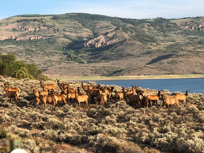 A herd of brown elk stands in a sagebrush scrubland. Mesas and water are in the background.
