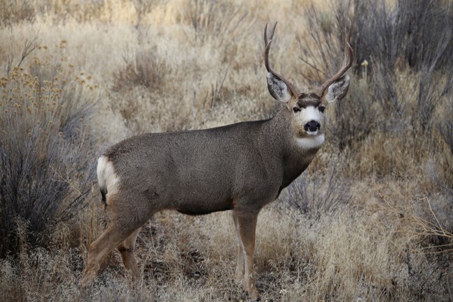 A mule deer buck with brown fur and large antlers stands between dead grasses and bare shrubs.