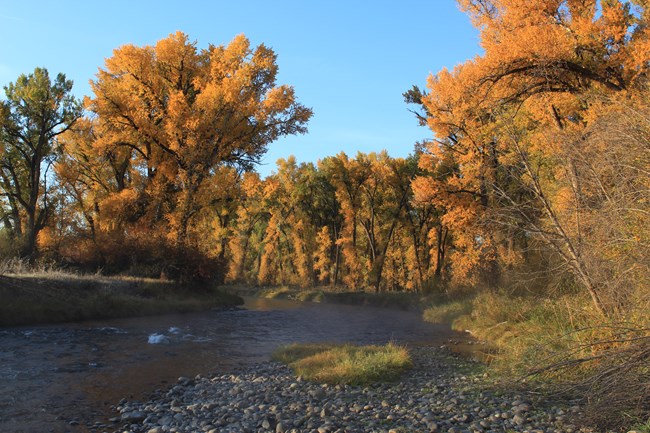 Fall foliage colors on trees and shrubs along a shallow and rocky riverbank