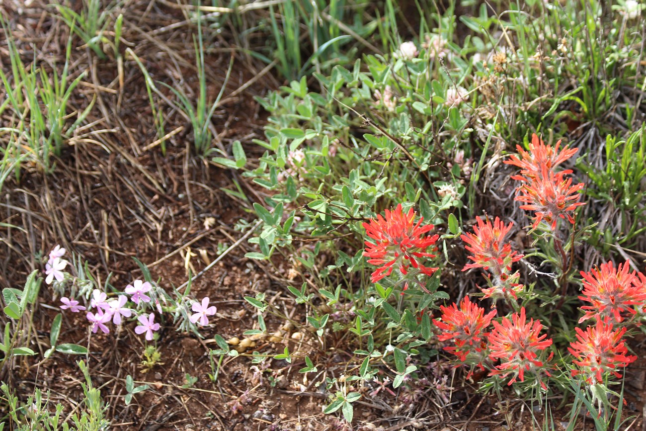 Red flowering ground level plant is next to other green leaves, grasses, and a small purple flowering plant
