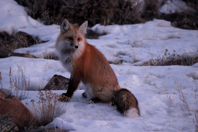 A small red fox stands by dead grasses and snowy ground