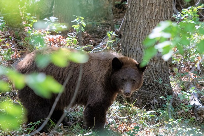 A large bear with dark brown fur stands next to a tree. Green foliage is visible in the foreground.