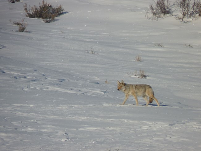 A small coyote with gray and light brown fur walks through a snowy landscape. Bare shrubs are in the background.