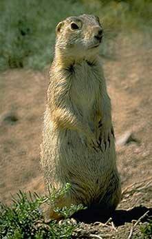 Gunnison's Prairie Dog