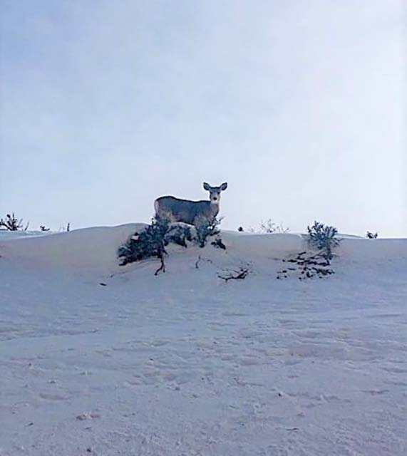 Mule Deer in Deep Snow - Curecanti Mule deer doe standing in deep snow