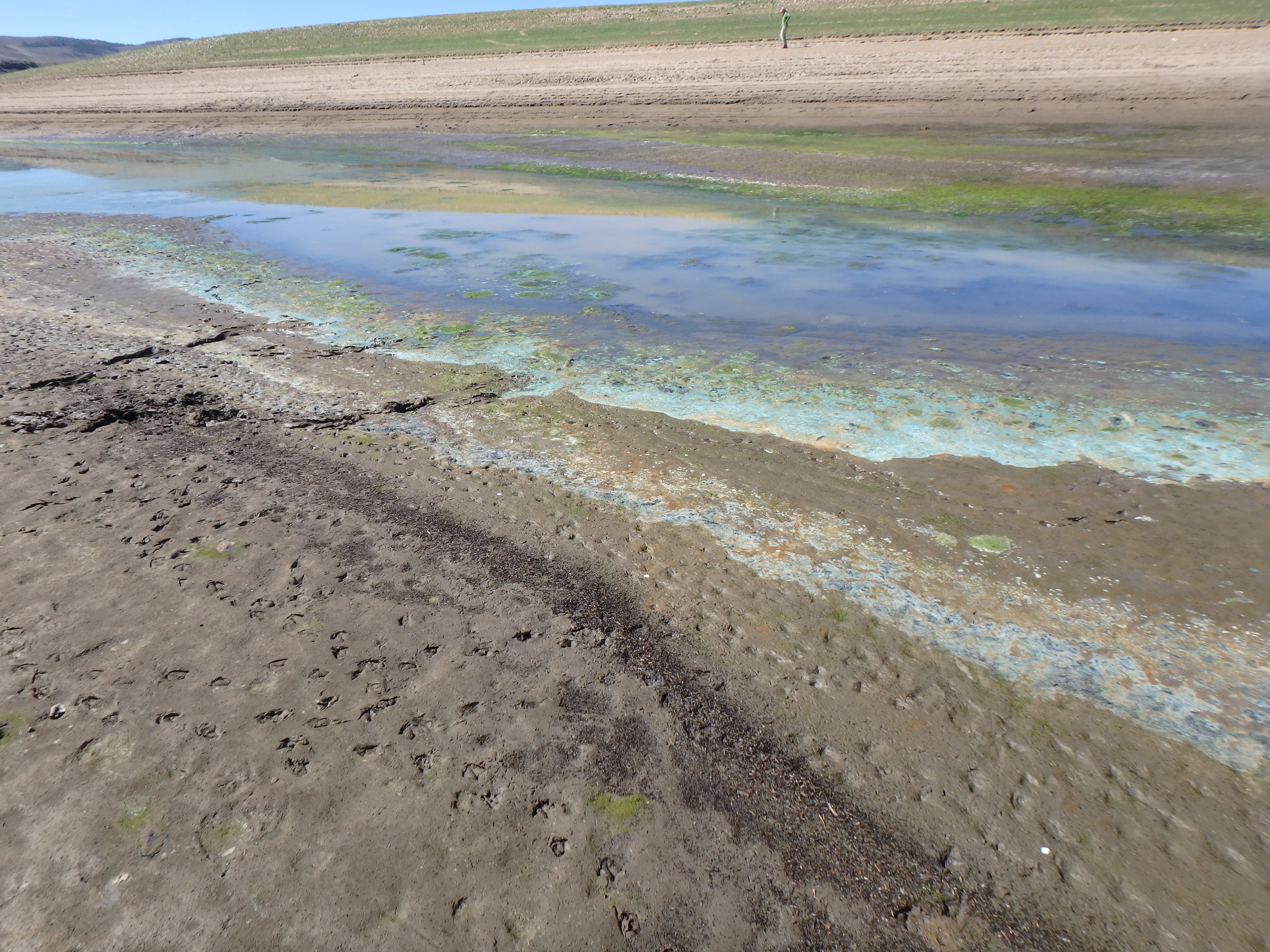 blue green, emerald green and lime green scum growth on edge of sandy beach