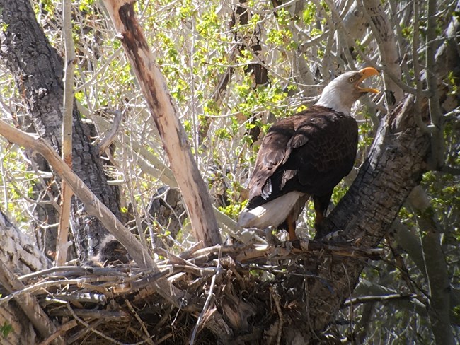 Bald eagle nest with eaglet, the first documented successful eagle nest in Curecanti's history.