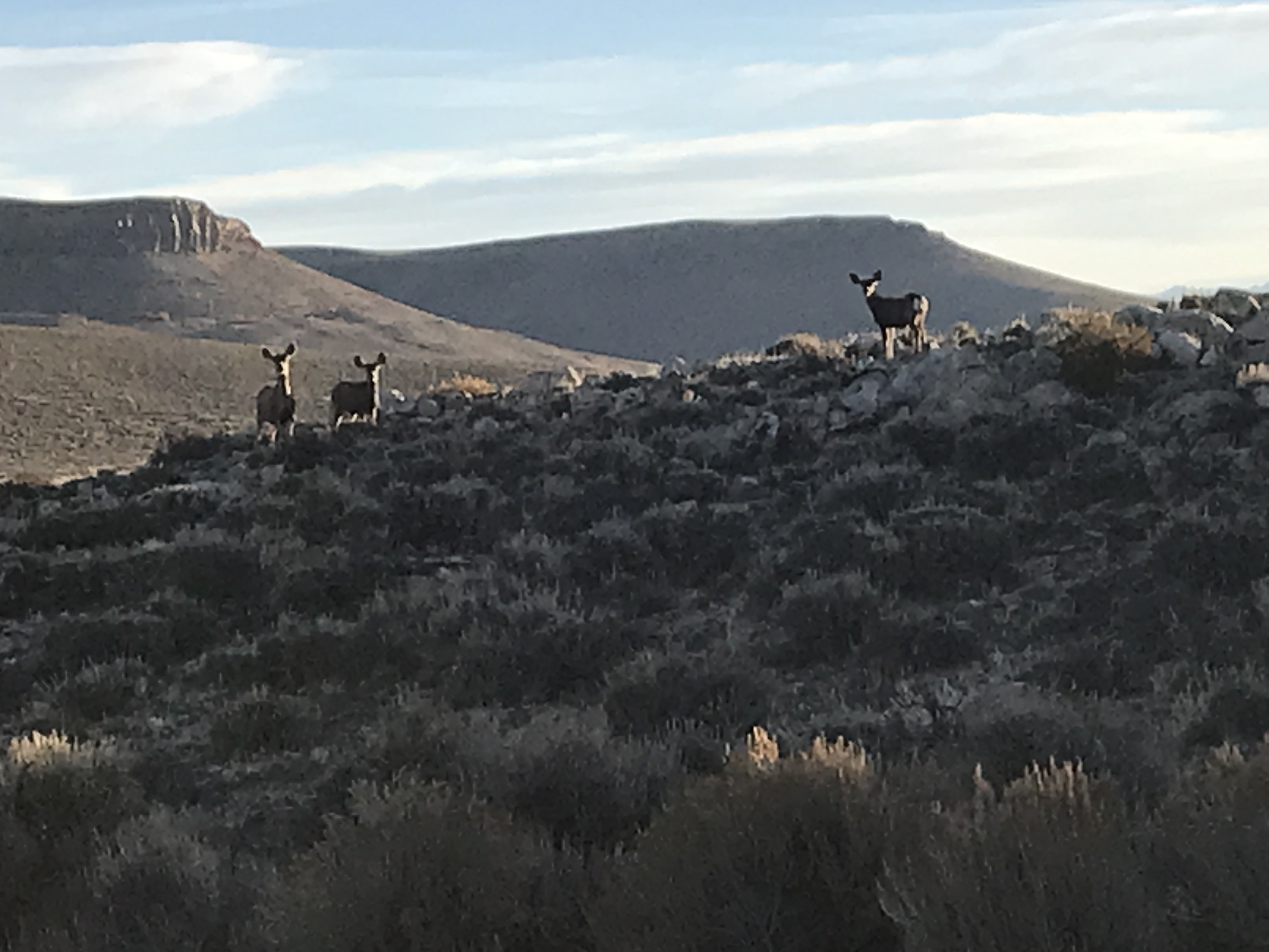 Hunting - Curecanti National Recreation Area (U.S. National Park Service)