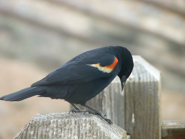 A black bird with red and yellow accent standing on a fence post
