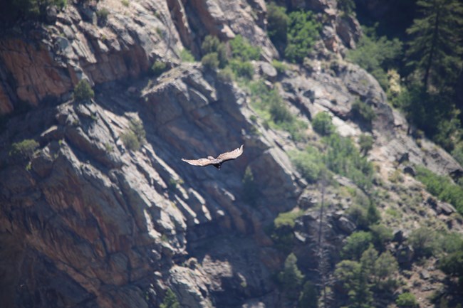A large brown raptor flying above a deep canyon