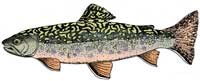 Brook Trout