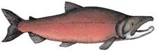 Kokanee Salmon