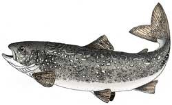 Lake Trout