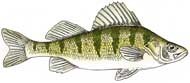 Yellow Perch